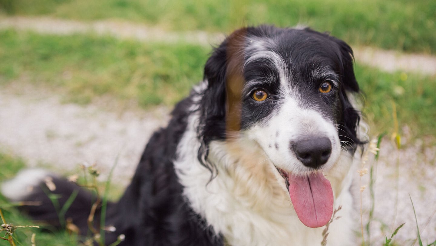Urlaub am Bauernhof Tannheimertal. Zu Gast im Triendlhof