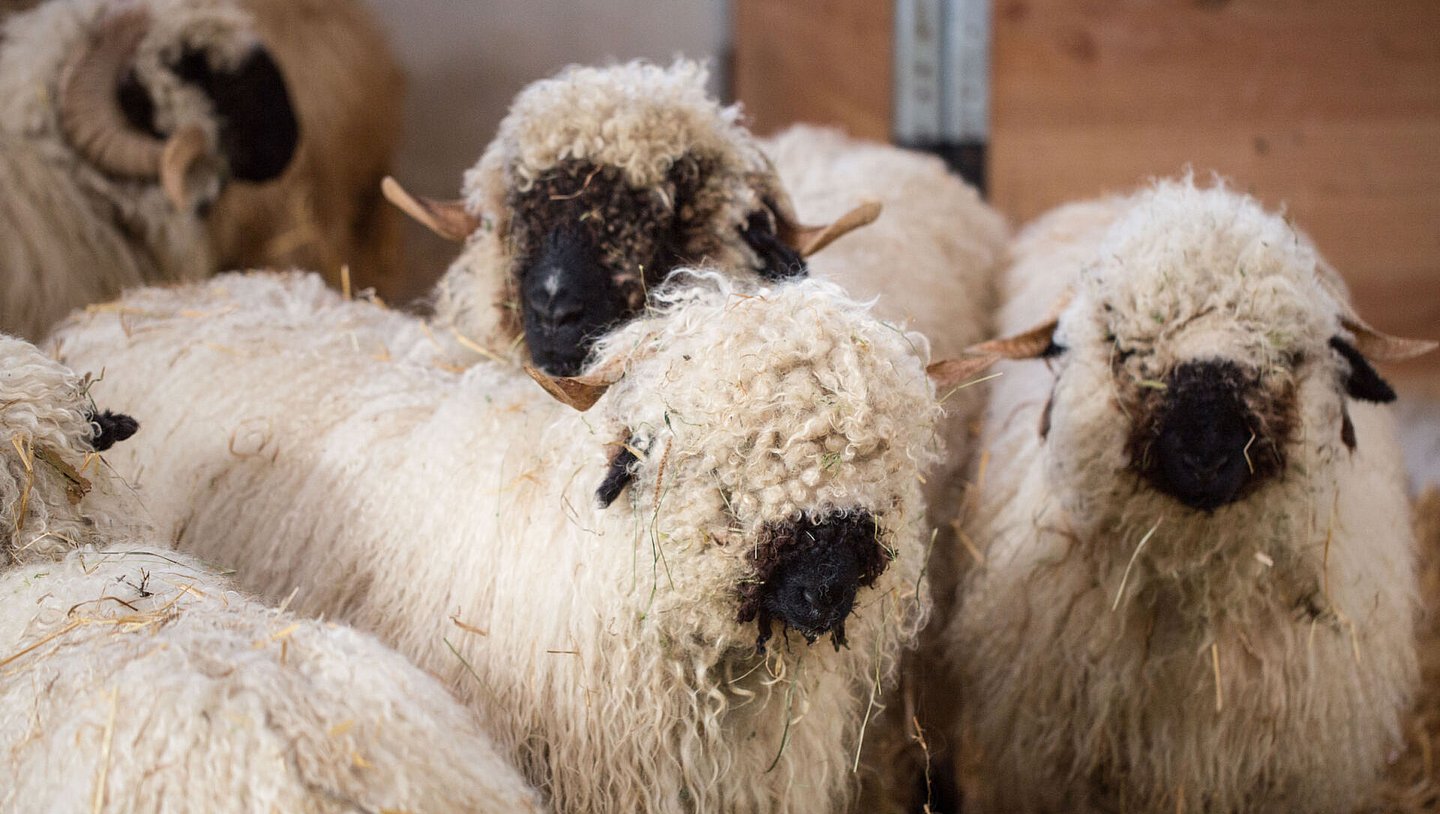 Urlaub am Bio-Bauernhof mit Landwirtschaft und Tieren Urlaub am Bio-Bauernhof mit Landwirtschaft und Tieren