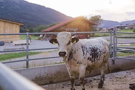 Bilder von naturnahem Urlaub Tirol - Biobauernhof Zöblen Bilder von naturnahem Urlaub Tirol - Biobauernhof Zöblen