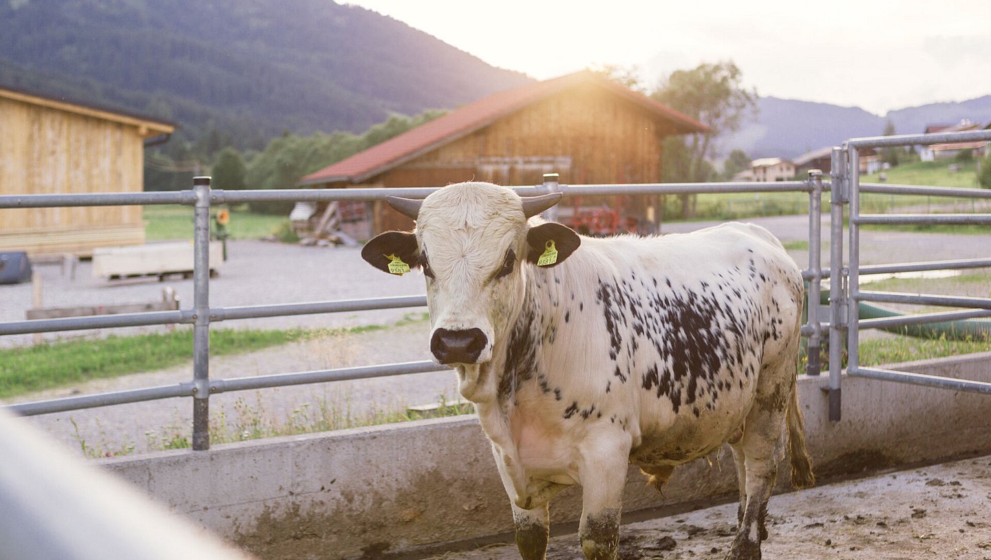 Urlaub am Bio-Bauernhof mit Landwirtschaft und Tieren Urlaub am Bio-Bauernhof mit Landwirtschaft und Tieren