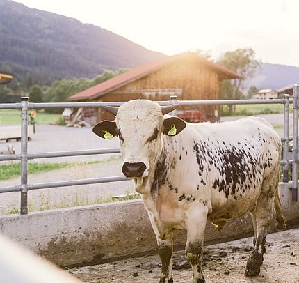 Frühstück in der Ferienwohnung Tannheimer Tal, Bauernhof Frühstück in der Ferienwohnung Tannheimer Tal, Bauernhof