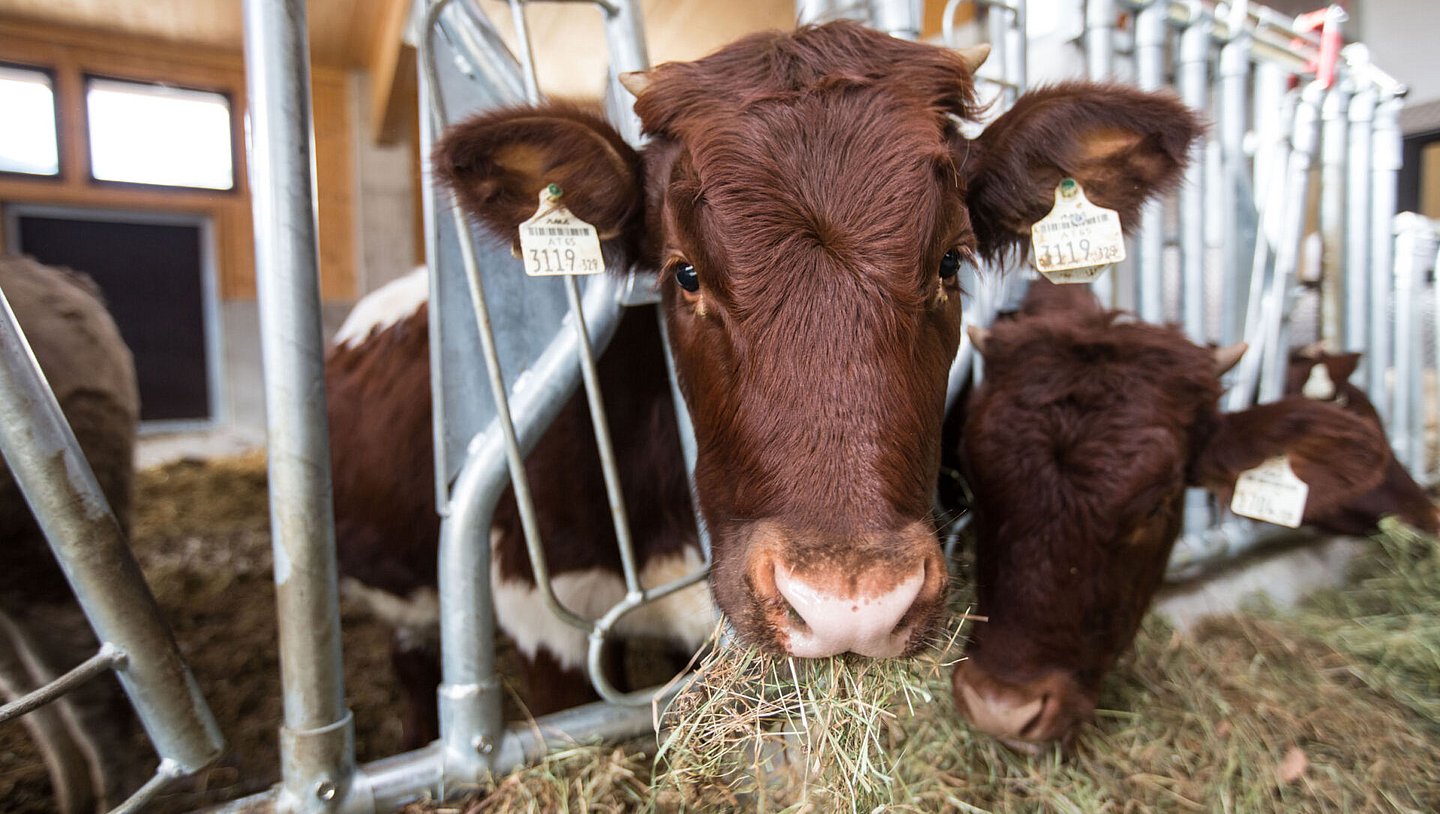 Urlaub am Bio-Bauernhof mit Landwirtschaft und Tieren Urlaub am Bio-Bauernhof mit Landwirtschaft und Tieren
