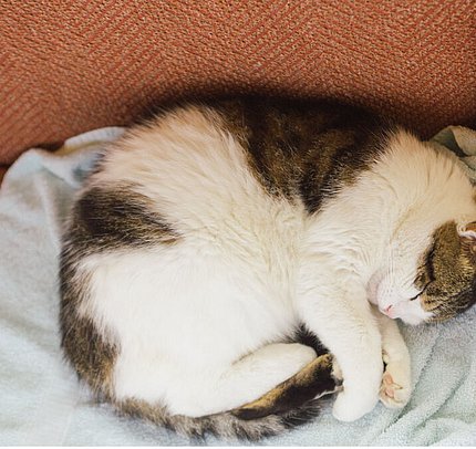 Ihre Gastgeber in der Unterkunft, Tannheimer Tal, Zöblen Ihre Gastgeber in der Unterkunft, Tannheimer Tal, Zöblen